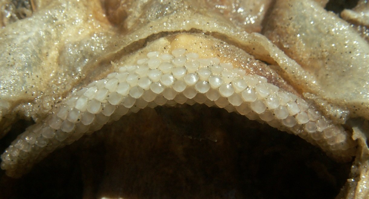 &copy; Thijs de Boer